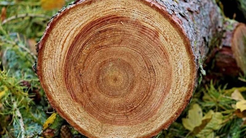 gỗ nào bền nhất